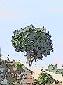Algarrobo art.JPG
