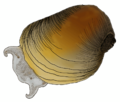Erinna newcombi color.png